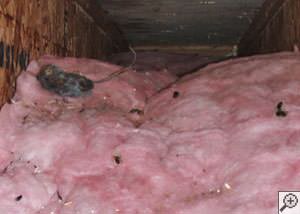 A dead mouse and its feces in a batt of fiberglass insulation in a crawl space in Rockford.