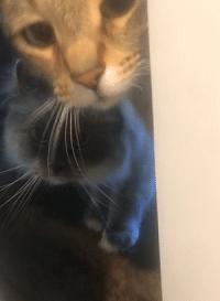 Cats Just Want to Be Wild in Glendale, WI
