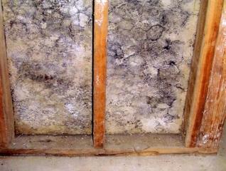 Unhealthy Mold Problem in Pleasant Prairie, WI