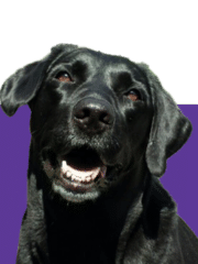 JC - profile image